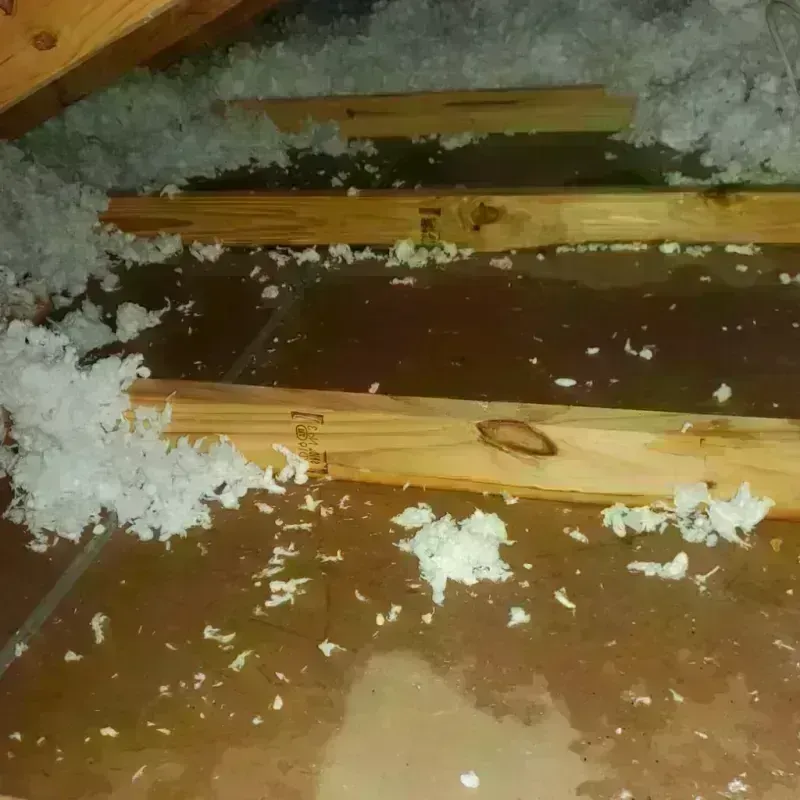 Attic Water Damage in Snow Hill, NC